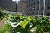 Toit vert alimentaire edible green roof